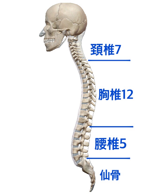 背骨を動かすだけで股関節の柔軟性が高まる | セルフケアラボ【柴雅仁Blog】