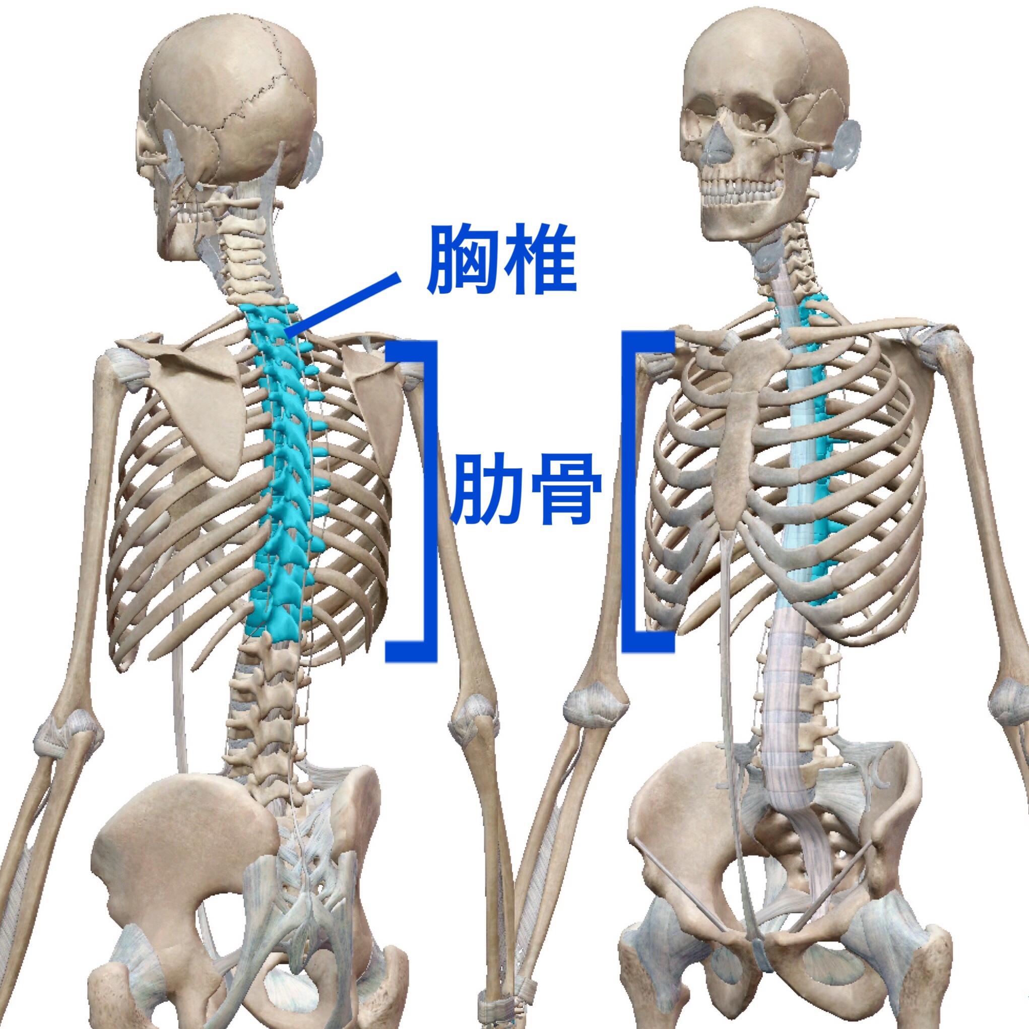 背骨を動かす筋肉って何? | 背中の筋肉 図解 – NSHZU