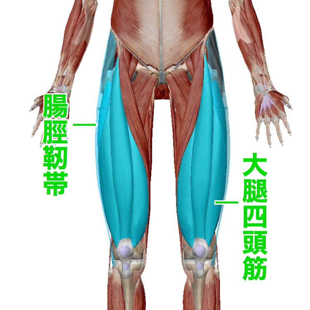太ももが太い人ほど、背骨が硬い セルフケアラボ【柴雅仁Blog】