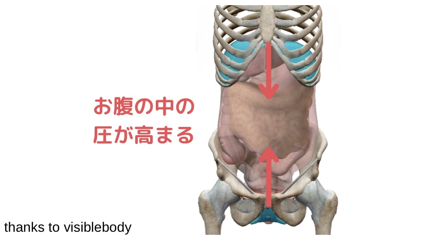 【骨盤底筋】姿勢との関係 | セルフケアラボ【柴雅仁Blog】
